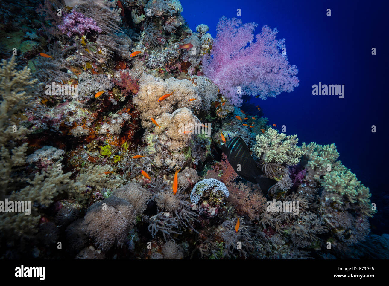 Weichkorallen Farbe Soraya Riff, Rotes Meer, Ägypten Stockfoto