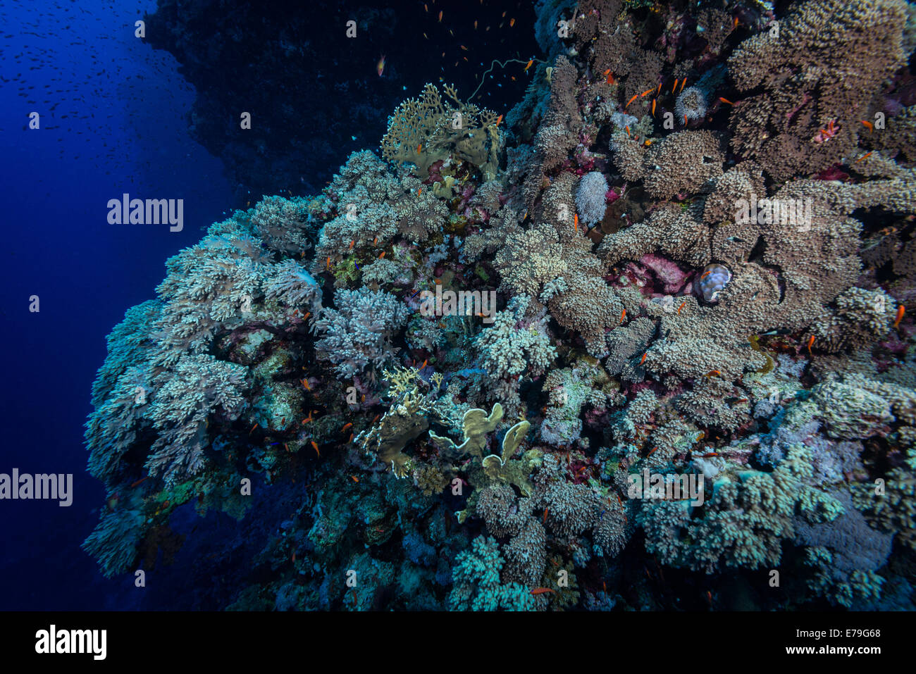 Bunte Weichkorallen Sorata Riff, Rotes Meer, Ägypten Stockfoto