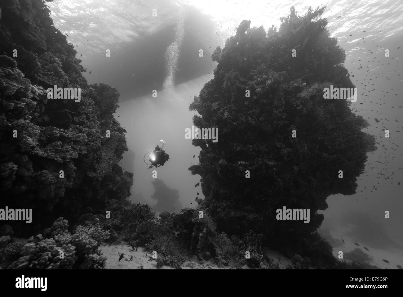 Taucher untersucht Zinnen im Roten Meer, Ägypten Stockfoto