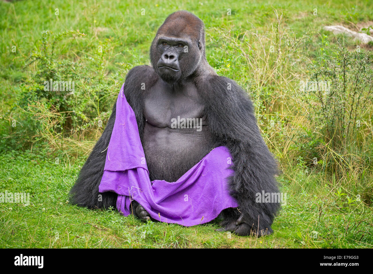 Gorilla tragen eine violette Decke Stockfoto