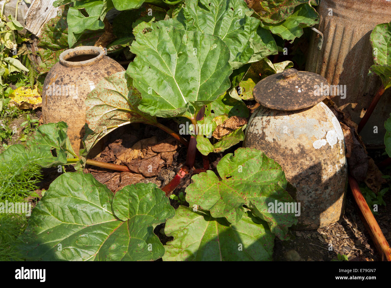 Terrakotta-Rhabarber-Forcers im Gemüsegarten am RNS Rosemoor, North Devon. Stockfoto