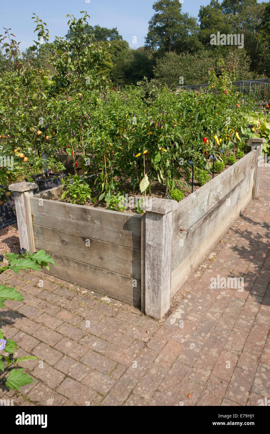 Angehoben Holzbetten verwendet, um Gemüse zu RHS Rosemoor wachsen Stockfoto