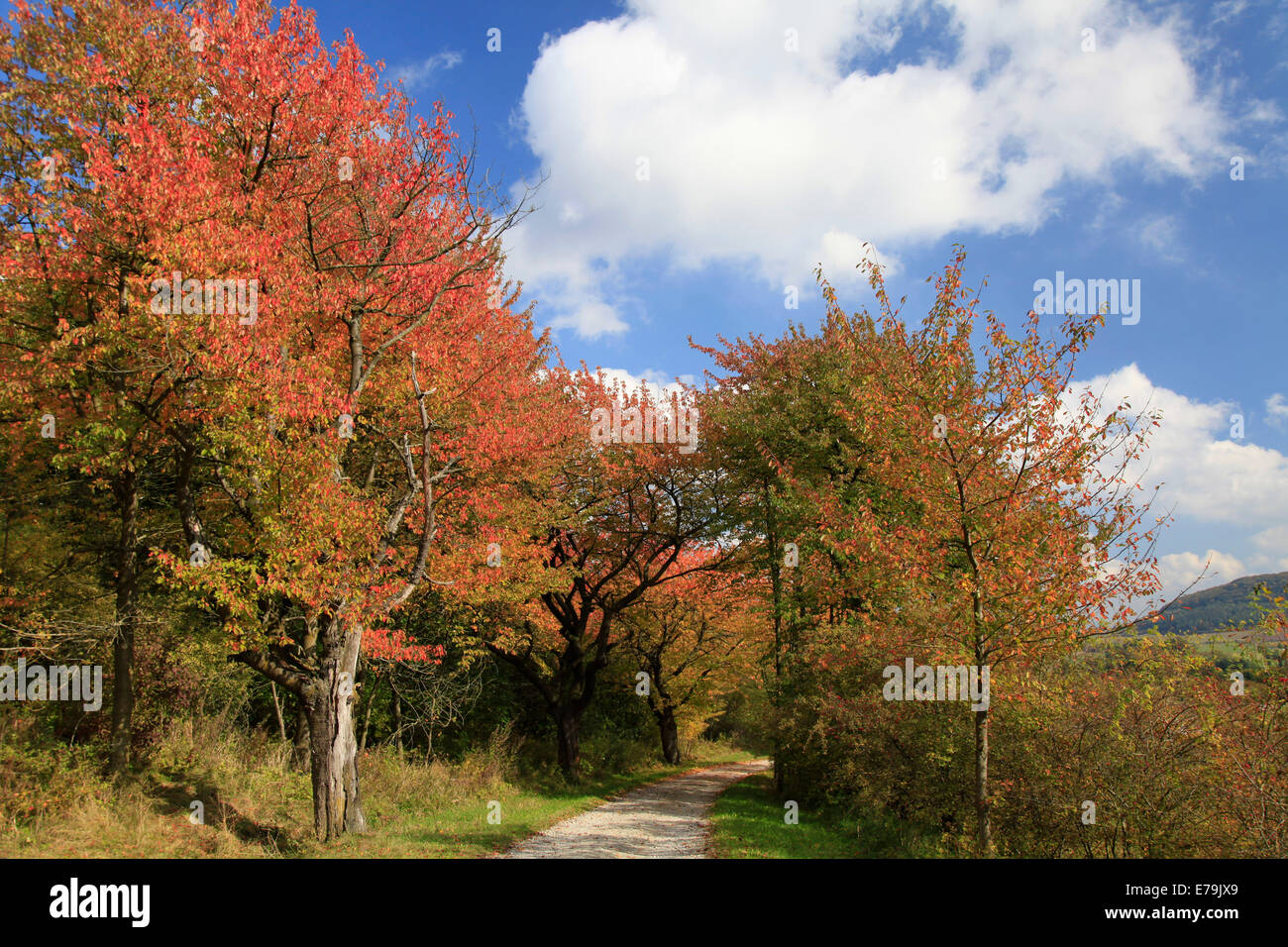 Buntes Herbstlaub an den Bäumen in der Rhön in der Nähe von Wiesenthal. Foto: Klaus Nowottnick Datum: 9. Oktober 2012 Stockfoto