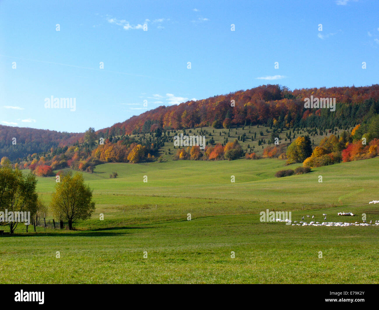 Buntes Herbstlaub an den Bäumen in der Rhön in der Nähe von Wiesenthal. Foto: Klaus Nowottnick Datum: 21. Oktober 2012 Stockfoto