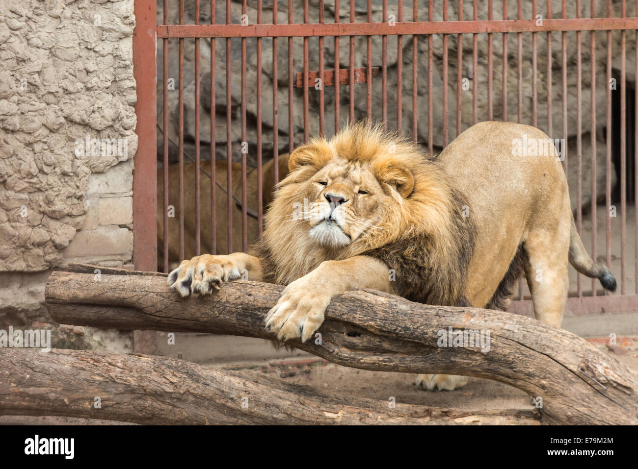 Ein großer Löwe Stratching im Käfig Stockfoto