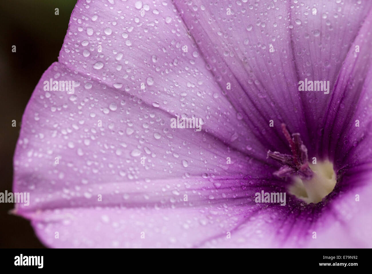 Convolvulus Althaeoides Ackerwinde Blume mit Tropfen Wasser auf die lila Blüten, Nahaufnahme. Stockfoto