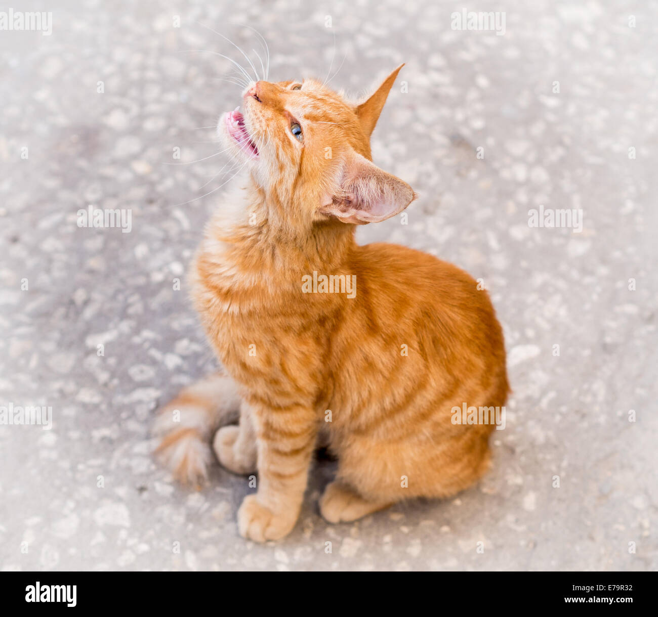 Eine rote Straßenkatze in Stone Town auf Sansibar. Stockfoto