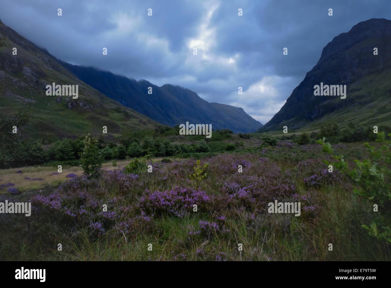 Beleuchtete Heather - lila schottisches Heidekraut in einem dramatischen Tal Stockfoto