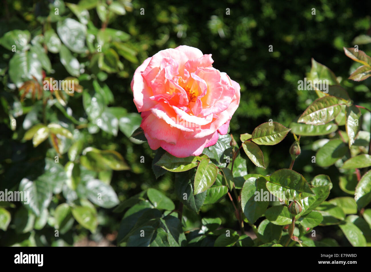Rosa Troika "Poumidor" Stockfoto