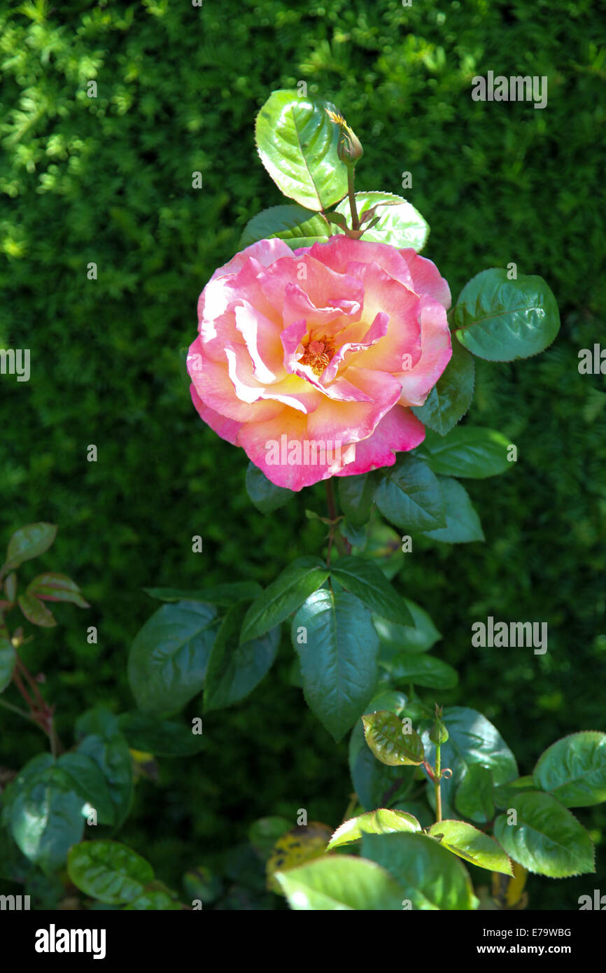 Rosa Troika "Poumidor" Stockfoto