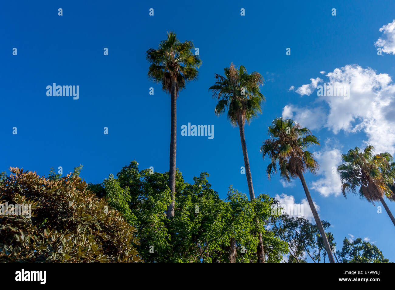 Hohe Palmen vor blauem Himmelshintergrund Stockfoto