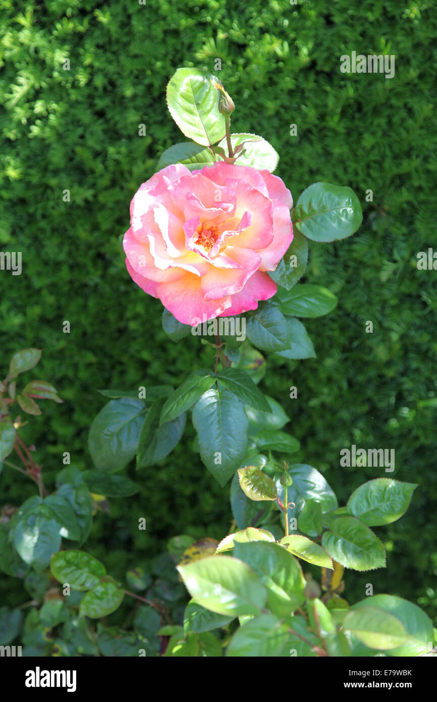 Rosa Troika "Poumidor" Stockfoto