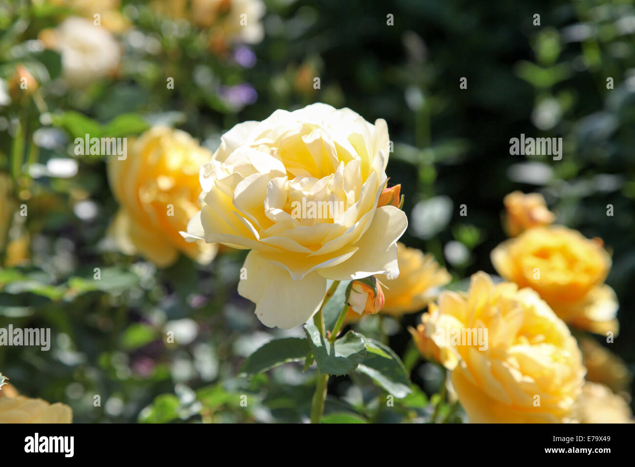 Rosa Charlotte "Auspoly" Stockfoto