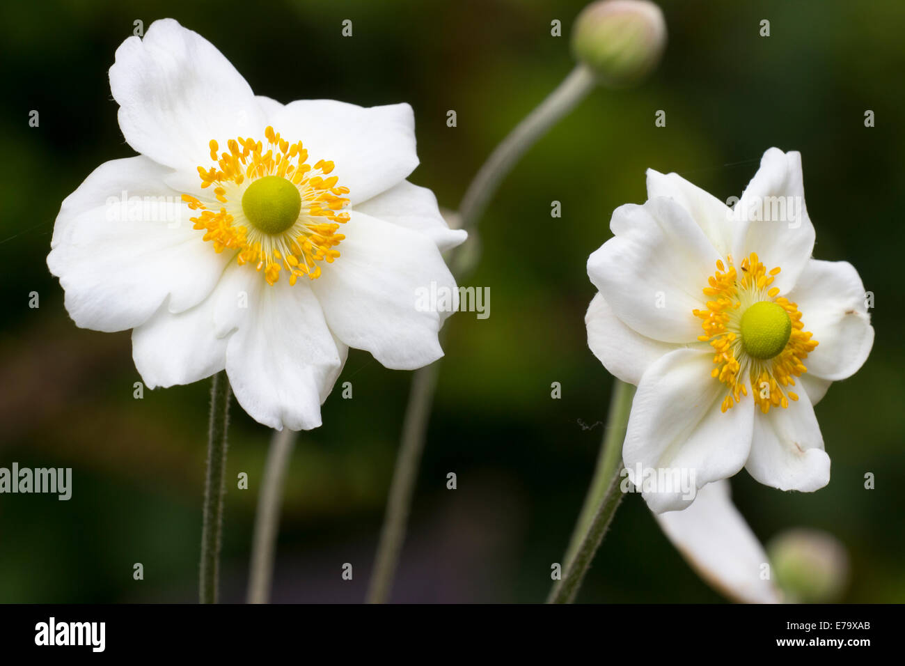 Gelbe anthered weißen fünfblättrigen Blüten in der japanischen Anemone, Anemone X hybrida 'Honorine Jobert' Stockfoto