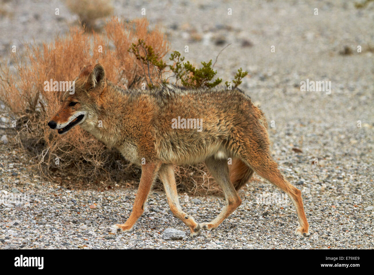 Kojote (Canis Latrans), getarnt gegen trockene Bush, Badwater Basin, Death Valley National Park, Mojave-Wüste, Kalifornien, USA Stockfoto