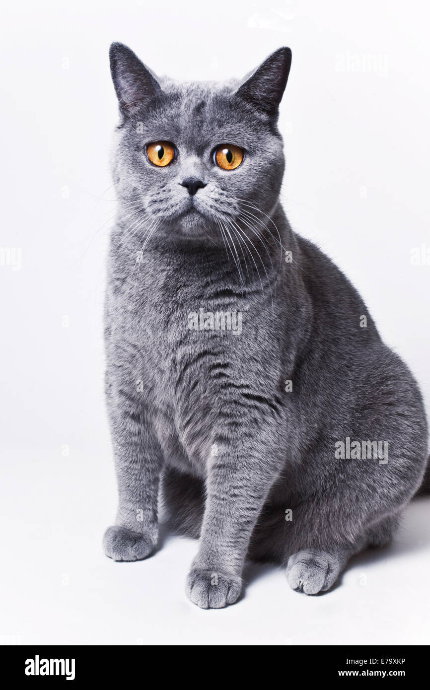 Porträt des jungen kurzhaarige britische graue Katze auf weißem Hintergrund Stockfoto