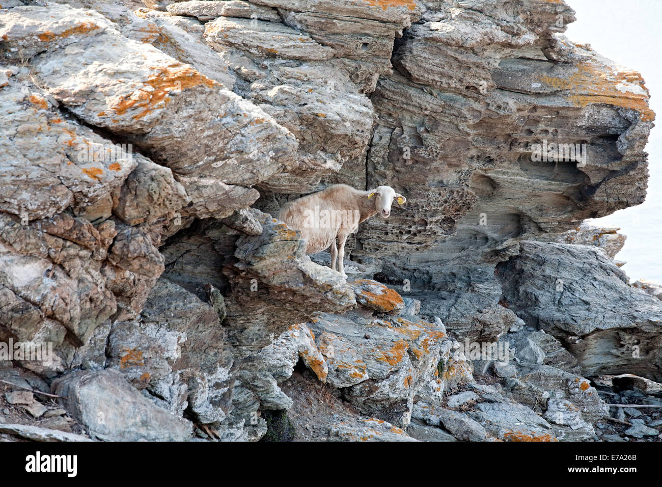 ein weißes Schaf stehend auf Felsen Gebirgshintergrund Stockfoto