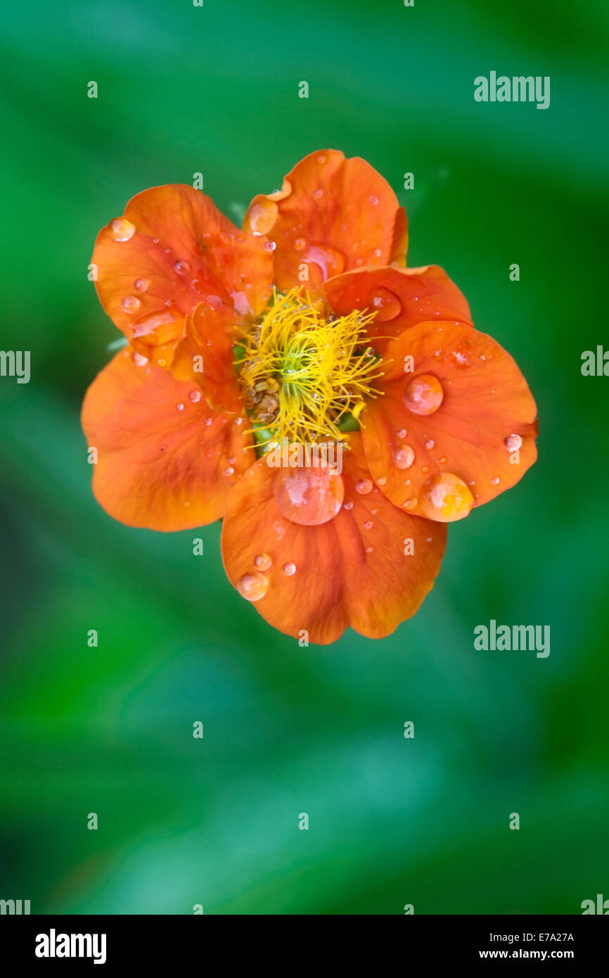 kleine orange Blume mit Regen fällt auf Blütenblätter Closeup auf grünem Hintergrund verschwommen Stockfoto