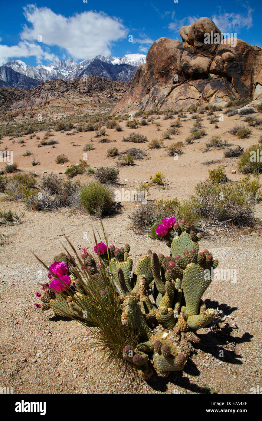 Beavertail Kaktus in Blüte (Opuntia Basilaris var. Whitneyana), Alabama Hills, in der Nähe von Lone Pine und Sierra Nevada Bergkette Stockfoto