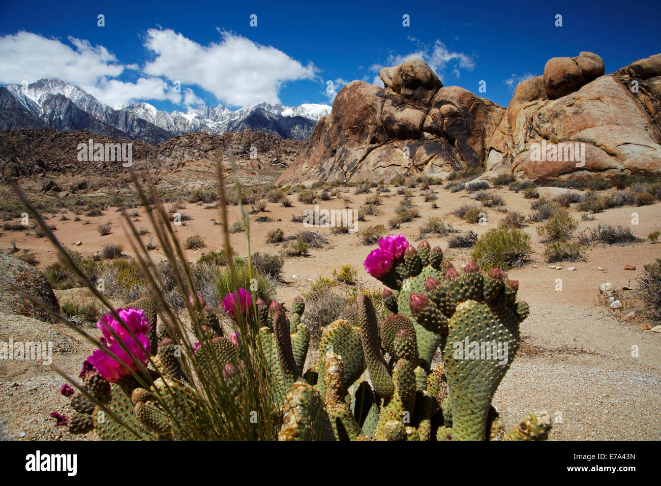 Beavertail Kaktus in Blüte (Opuntia Basilaris var. Whitneyana), Alabama Hills, in der Nähe von Lone Pine und Sierra Nevada Bergkette Stockfoto