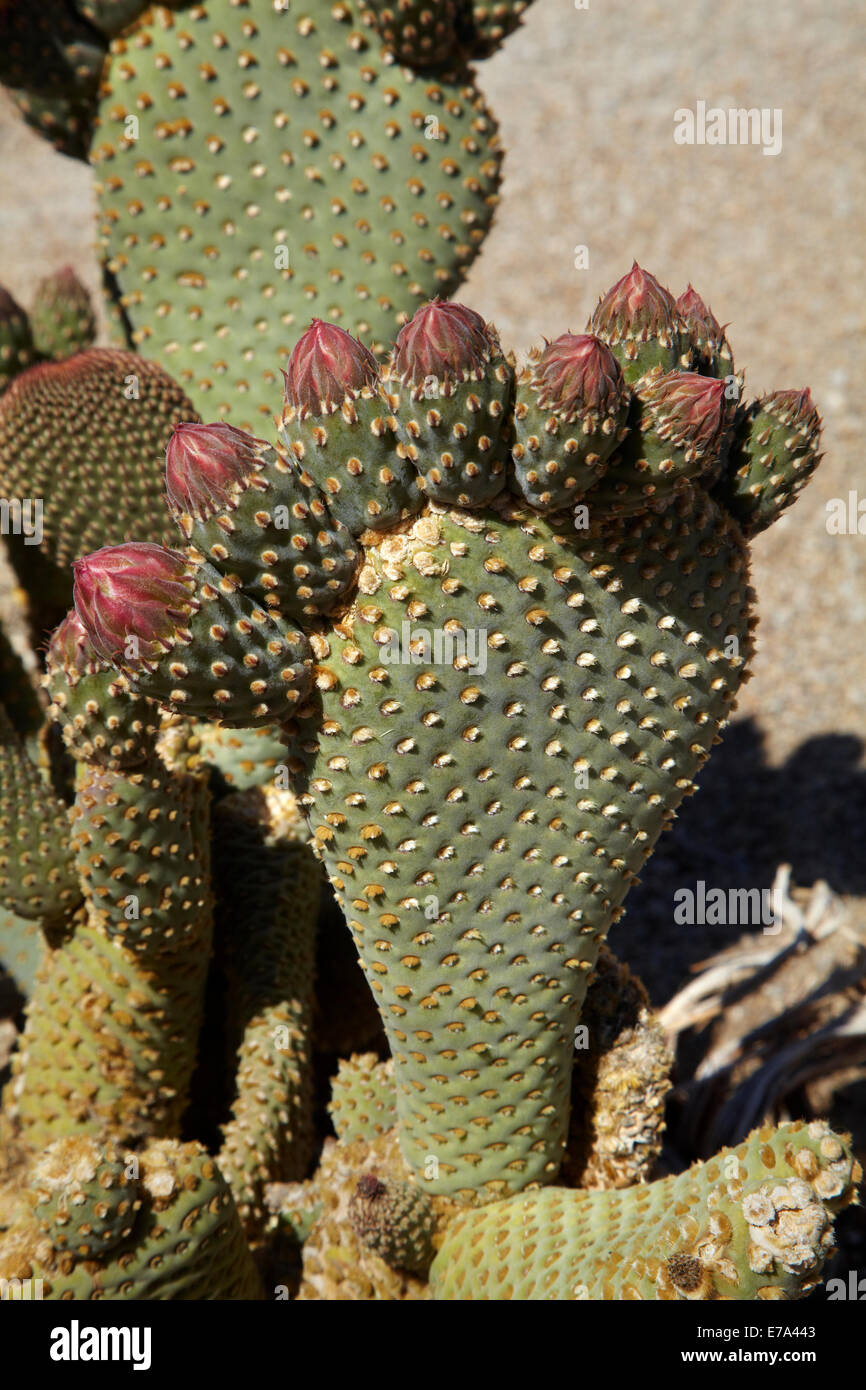 Beavertail Kaktus in Blüte (Opuntia Basilaris var. Whitneyana), fand nur in Alabama Hills, in der Nähe von Lone Pine, Inyo County, Kalifornien Stockfoto