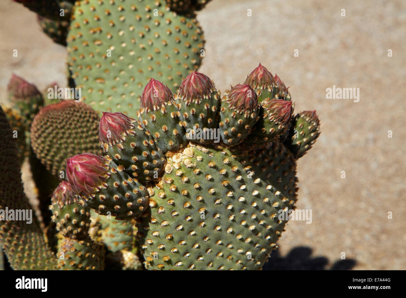 Beavertail Kaktus in Blüte (Opuntia Basilaris var. Whitneyana), fand nur in Alabama Hills, in der Nähe von Lone Pine, Inyo County, Kalifornien Stockfoto