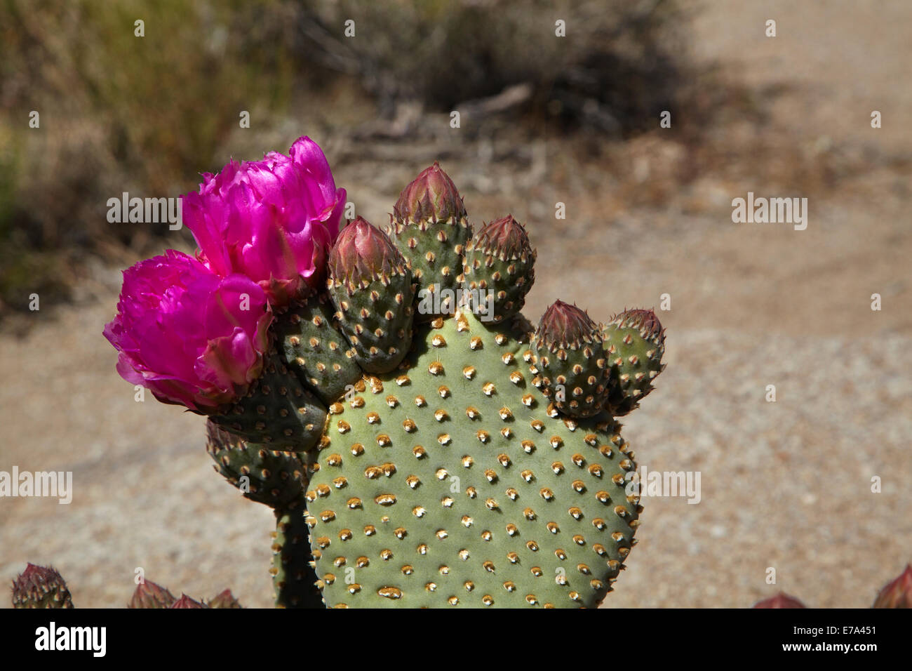 Beavertail Kaktus in Blüte (Opuntia Basilaris var. Whitneyana), fand nur in Alabama Hills, in der Nähe von Lone Pine, Inyo County, Kalifornien Stockfoto