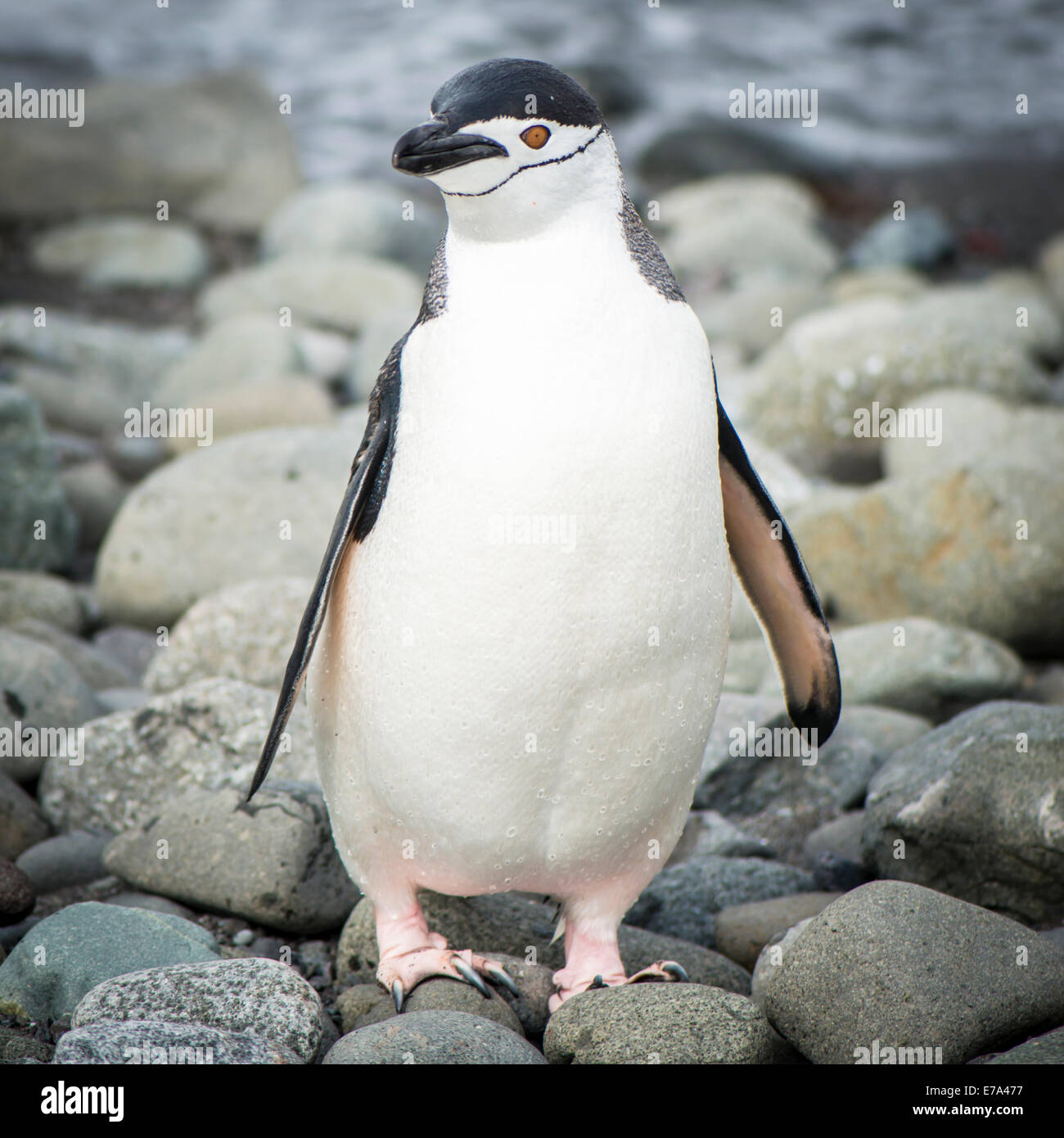Kinnriemen Pinguin, Antarktis Stockfoto
