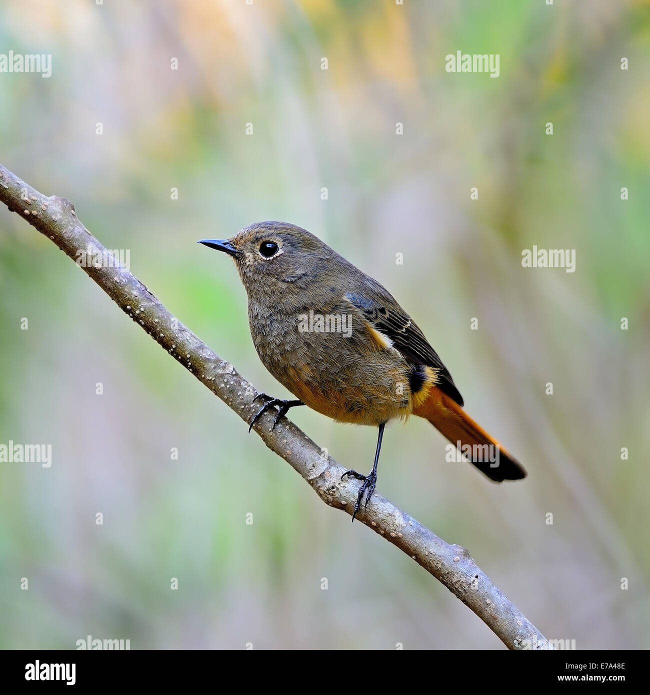 Schöne braune und orange Vogel, weibliche blau-fronted Gartenrotschwänze (Phoenicurus Frontalis), stehend auf einem Ast, Seitenprofil Stockfoto