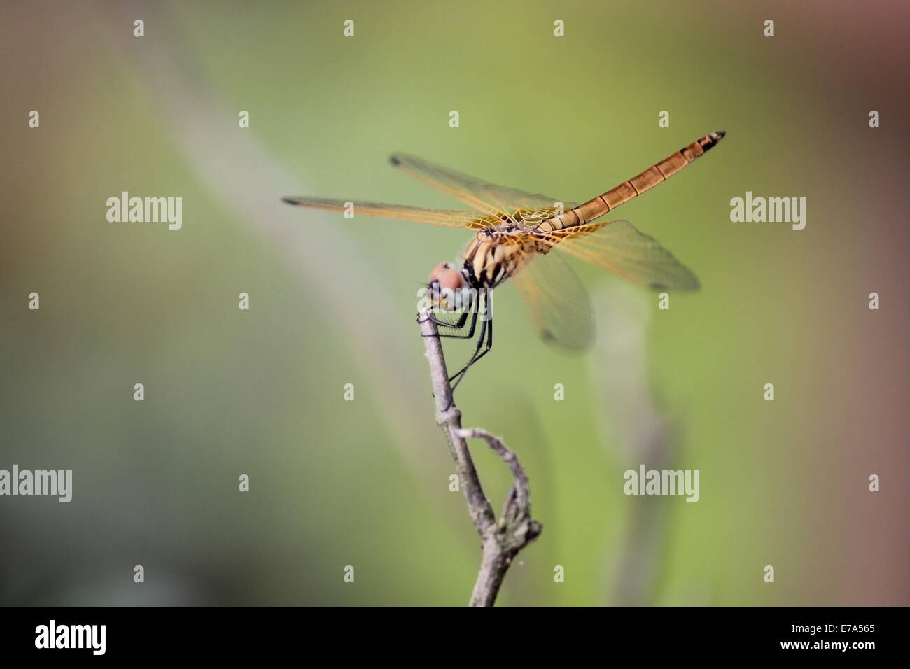 Sehr schöne indische goldene Libelle ruht auf einer Anlage Stockfoto