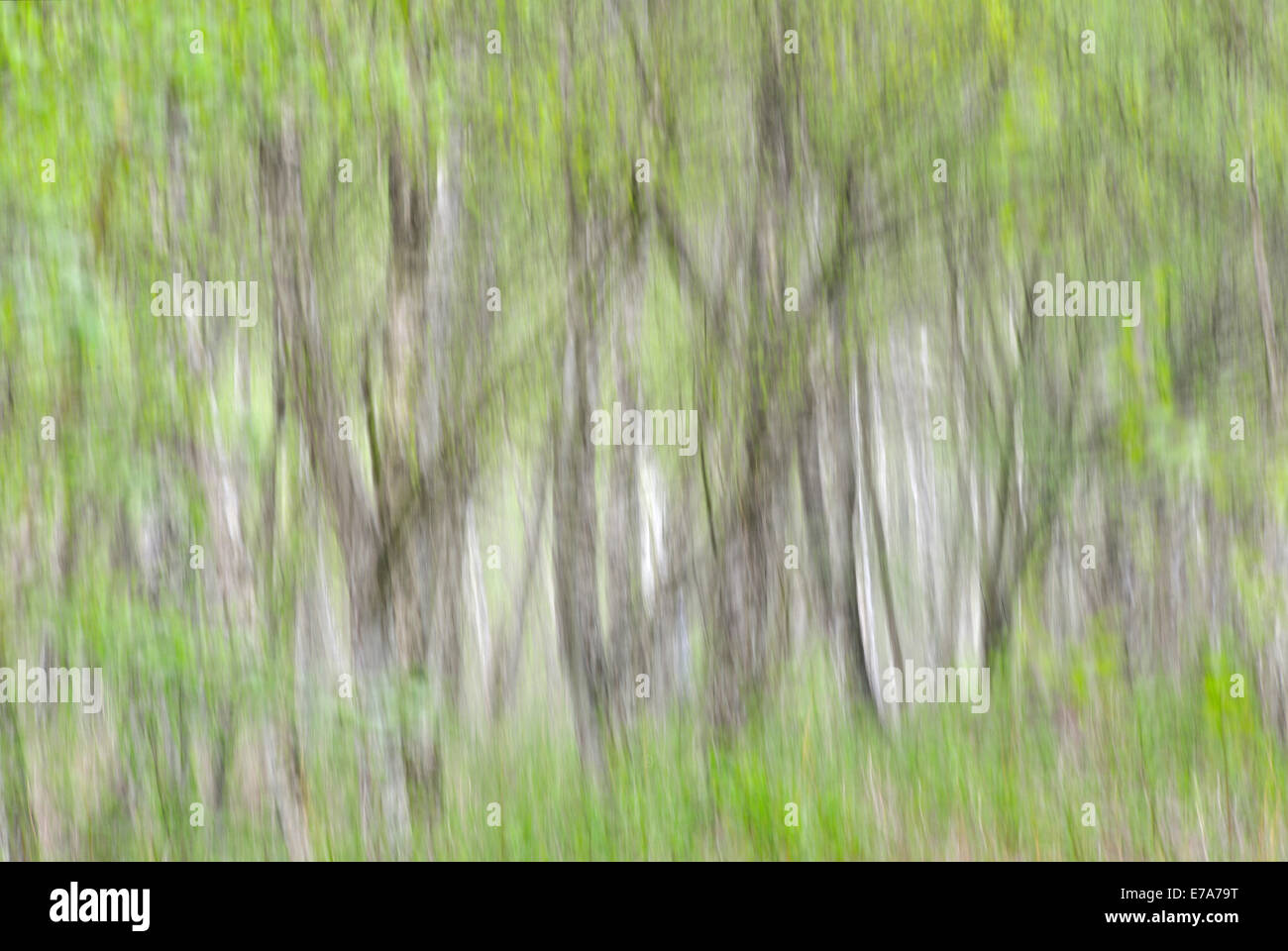 Silber-Birken (Betula Pendel), abstrakt, Sachsen, Deutschland Stockfoto