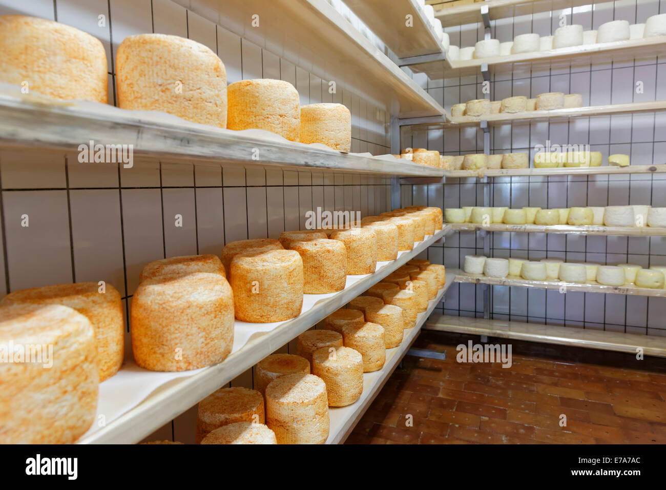 Montafoner Sauerkäse Käse oder Sura Kees Reifung in einem Depot, Obere Wasserstubenalpe Wasserstubental Tal Stockfoto