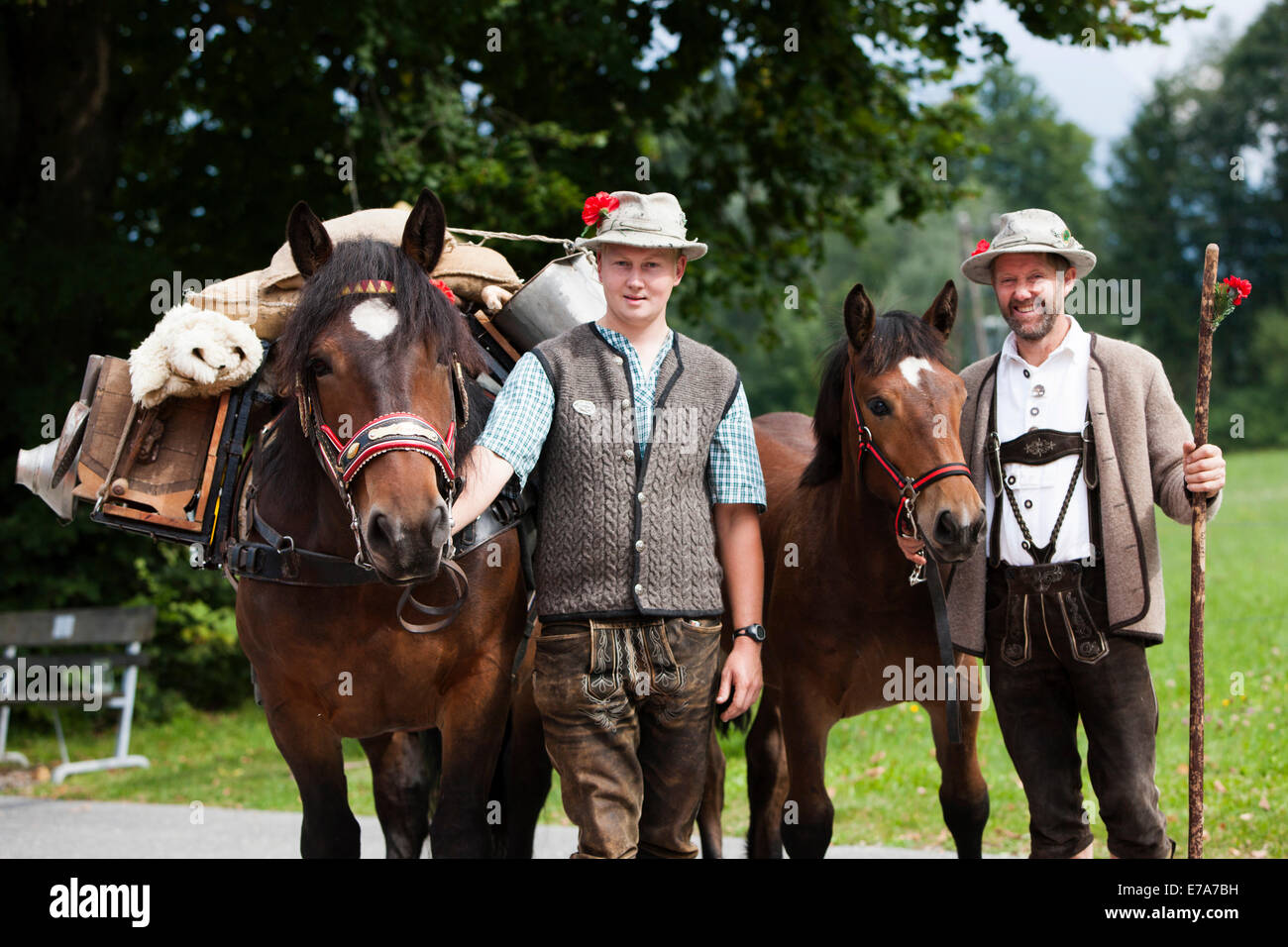 Landwirte mit Packpferde, norische Pferde, alte Pack-Sattel auf Pferd, Almabtrieb Almabtrieb, Söll, Nord-Tirol, Österreich Stockfoto