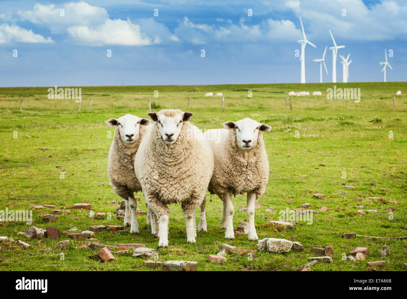 Drei Schafe auf der Weide mit Windpark im Hintergrund in Schleswig-Holstein, Deutschland Stockfoto