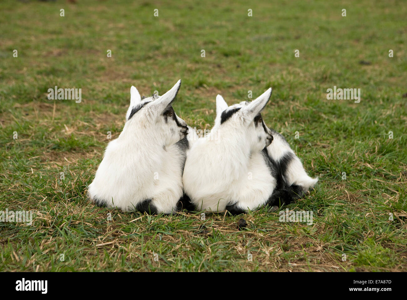 Ziegenlämmer liegen auf dem Rasen Stockfoto