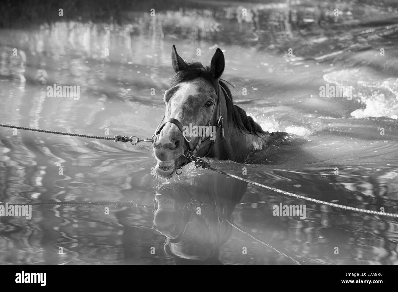 Pferd im Wasser mit Seilen gefesselt. Stockfoto