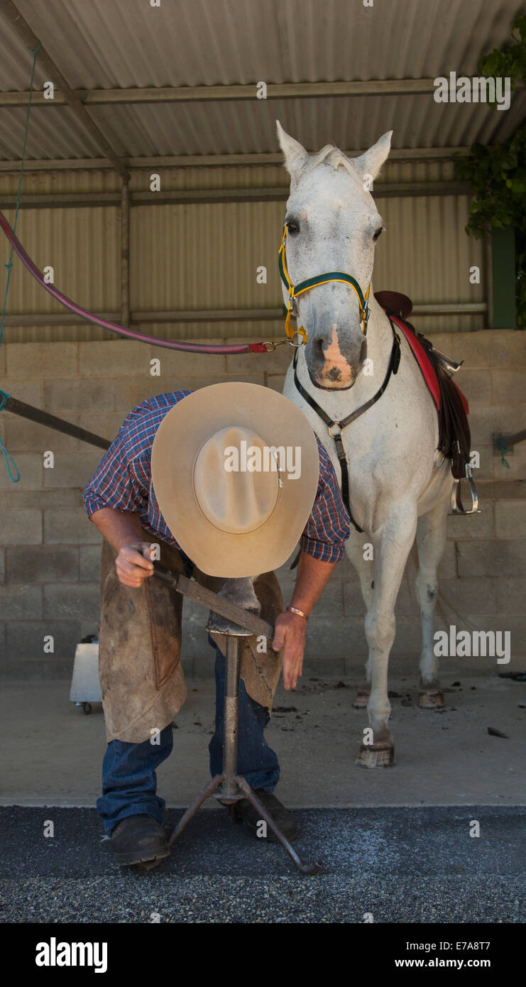 Ein Cowboy mit einer Raspel auf ein Pferd HUF Stockfoto