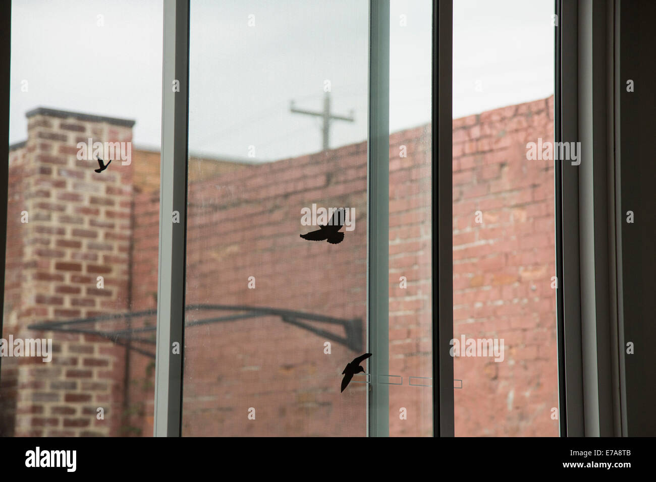 Blick auf Silhouette Vögel durch Fenster Stockfoto