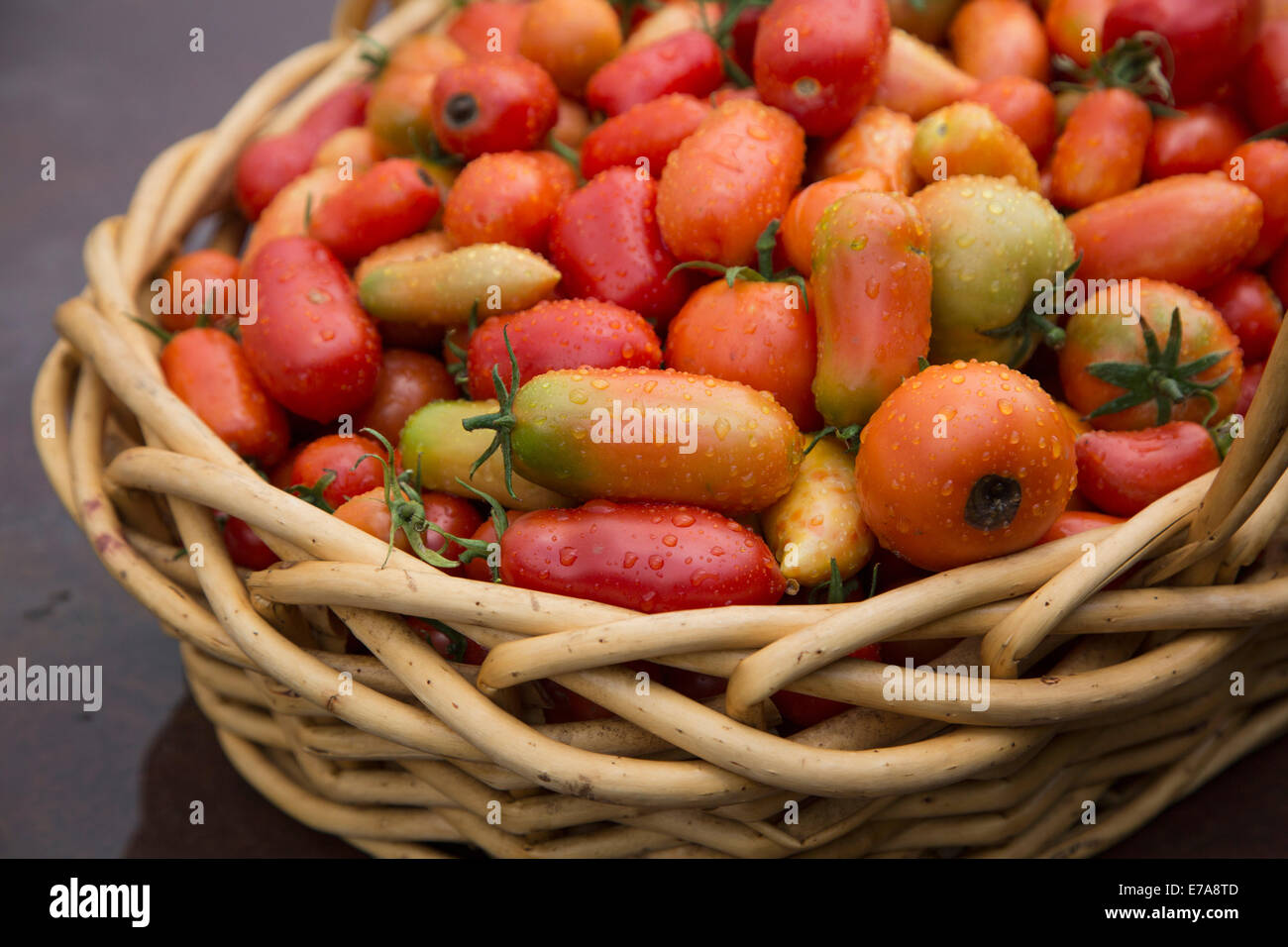 Frische Tomaten in Weidenkorb Stockfoto