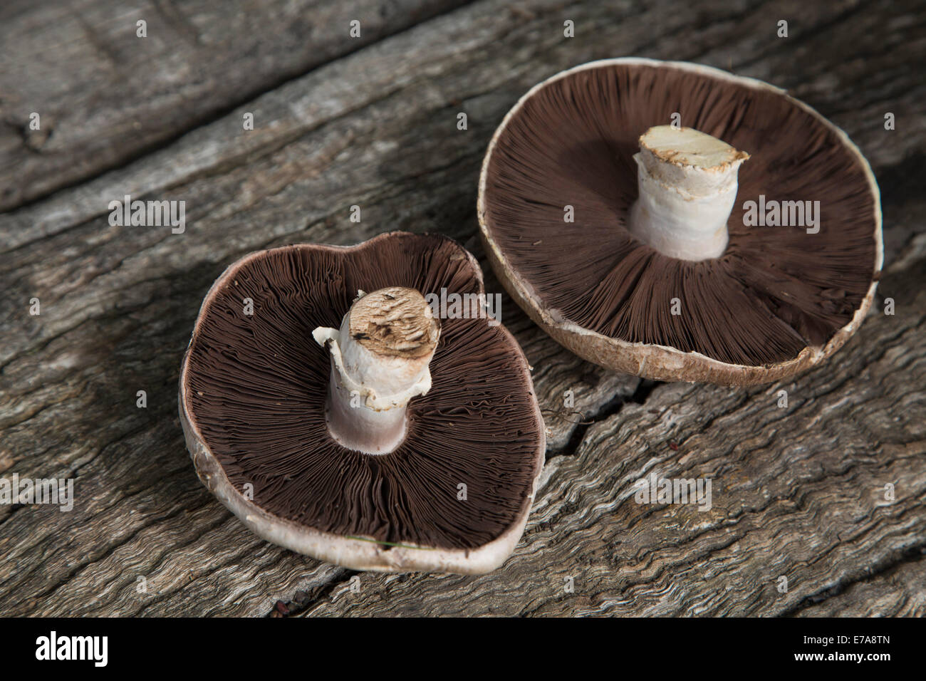 Frische Bio Pilze auf Holz Stockfoto