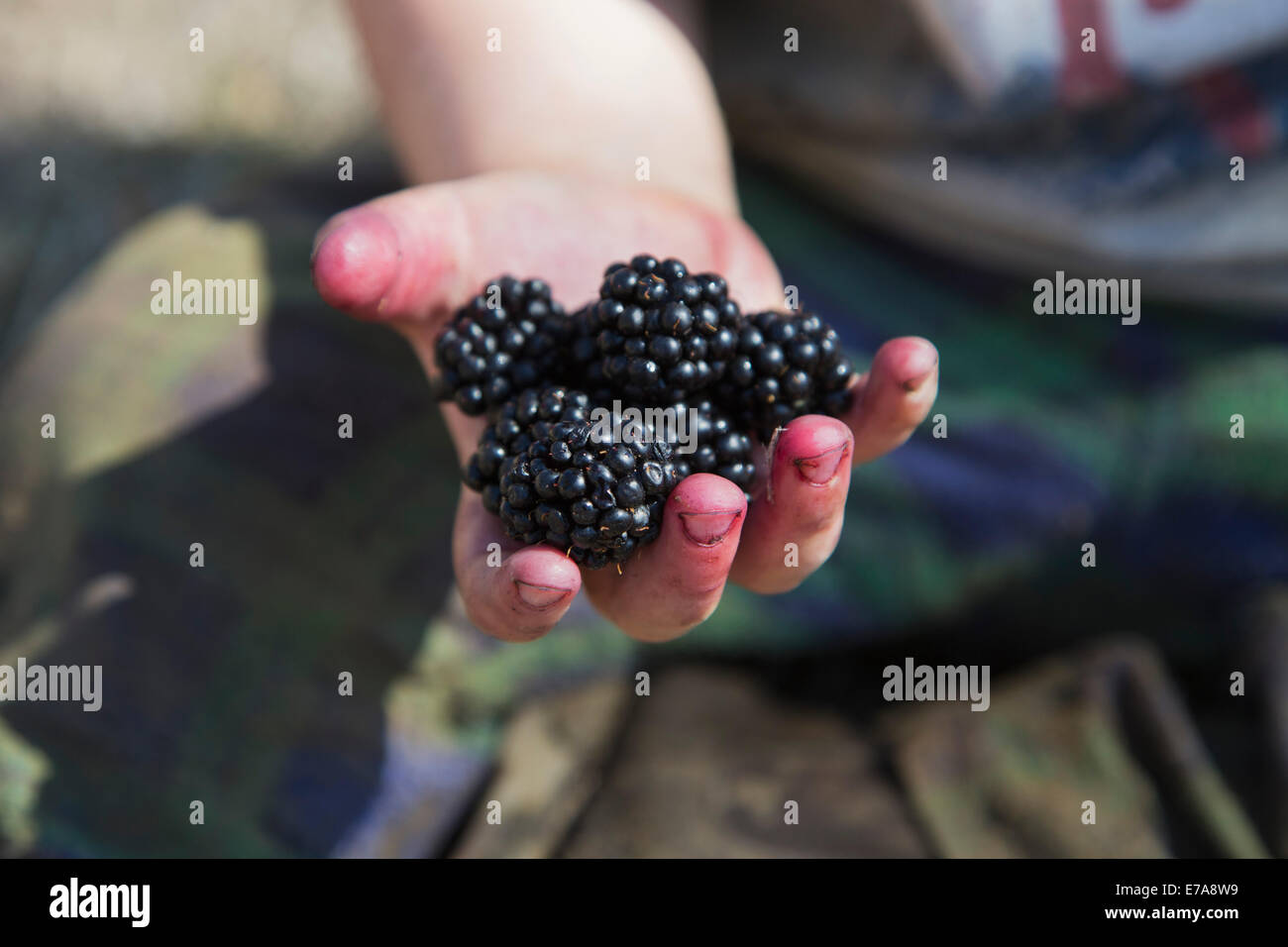 Bild des Mädchens halten frische Brombeeren beschnitten Stockfoto