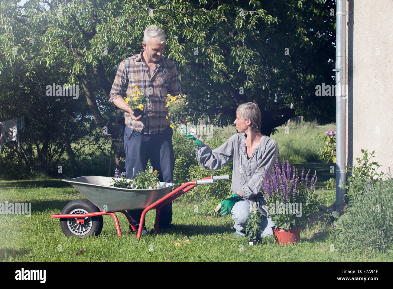 Älteres paar Pflanzen Blumen im Garten Stockfoto