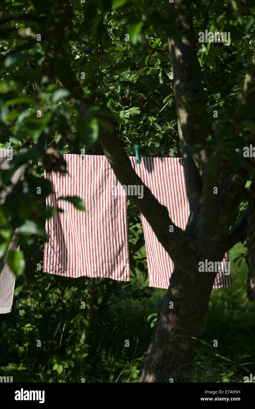 Handtücher aufhängen auf der Wäscheleine im Garten Stockfoto