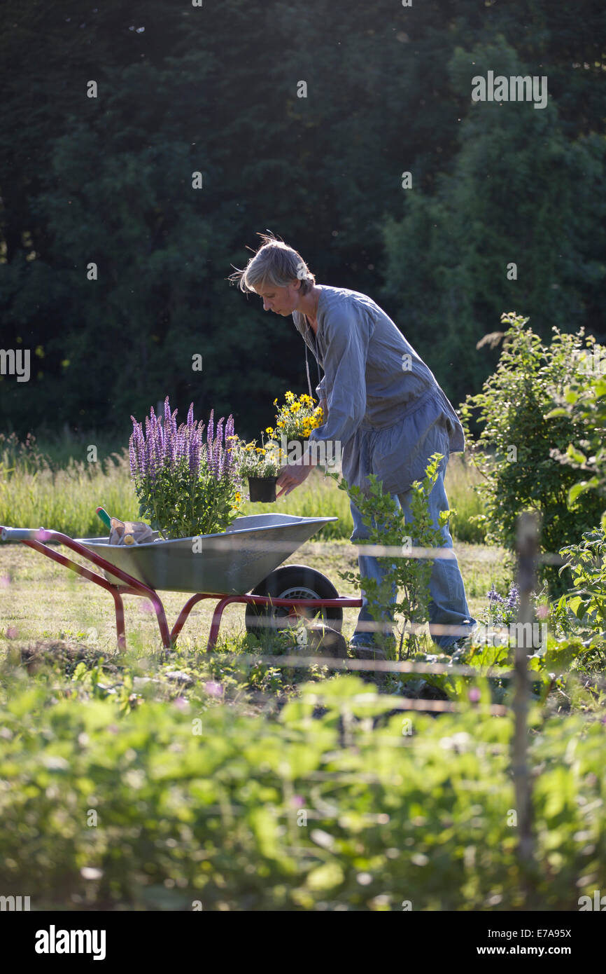 Reife Frau Blumentöpfe in Schubkarre am Hof Laden Stockfoto