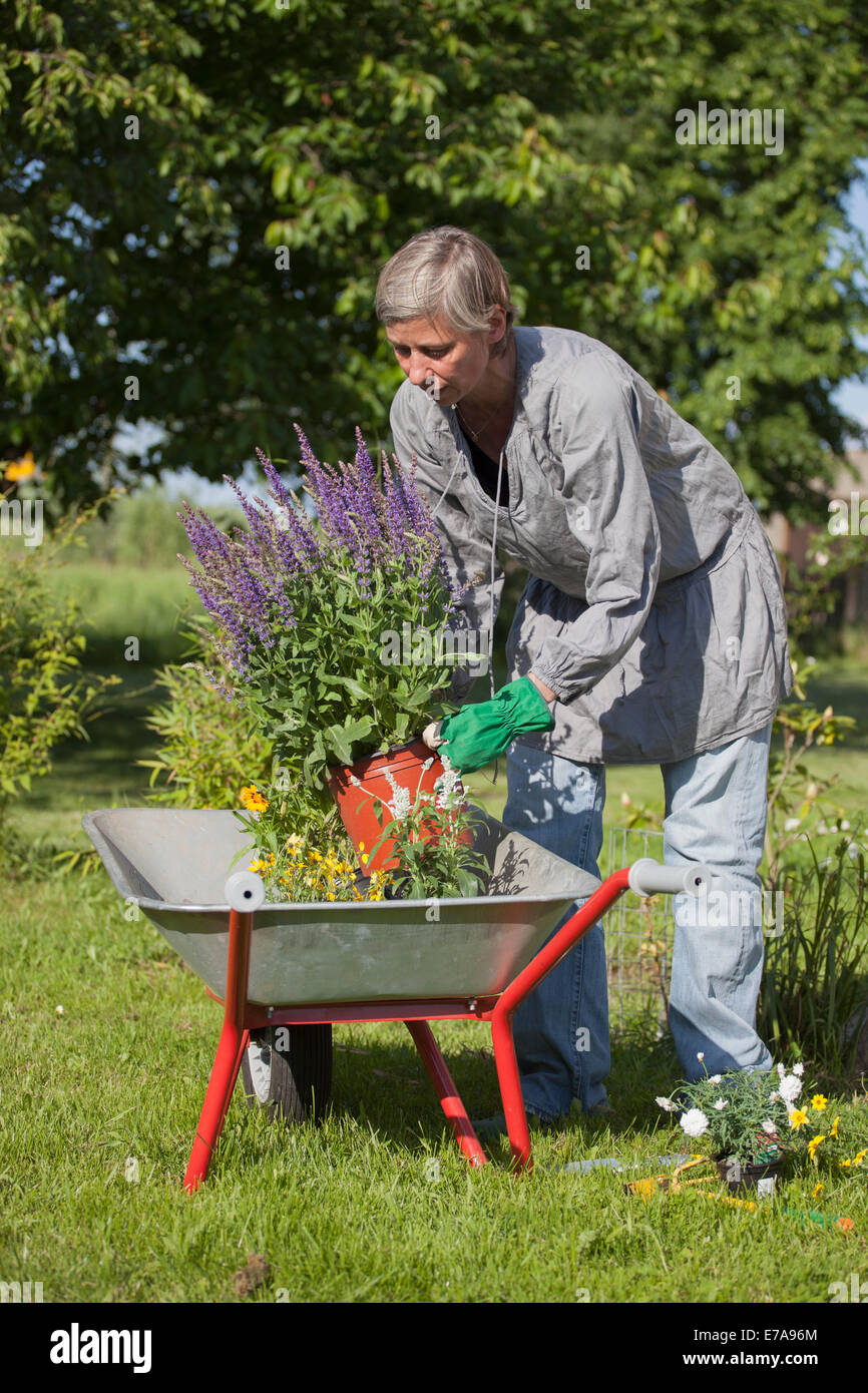 Laden Im Garten Reife Frau Die Blumentopfe In Der Schubkarre Im