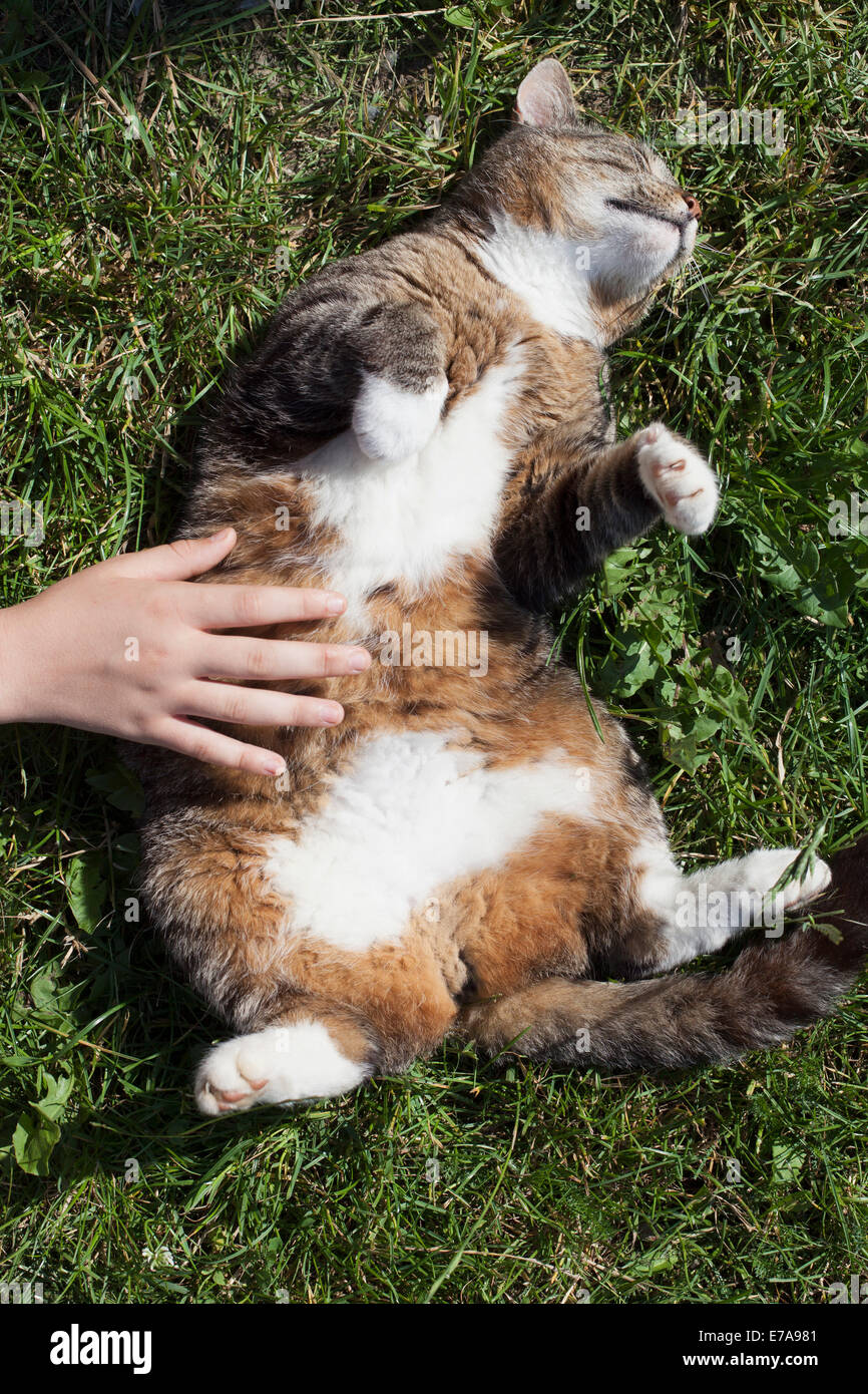Kitzeln Katze Hand auf Bauch im park Stockfoto