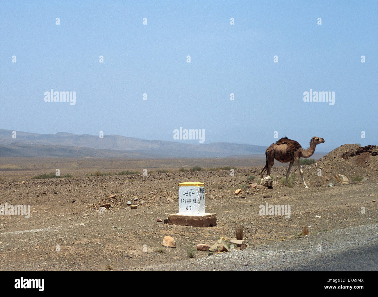 Straßenschild und Kamel in der Wüste vor blauem Himmel, Zagora Provinz, Marokko Stockfoto