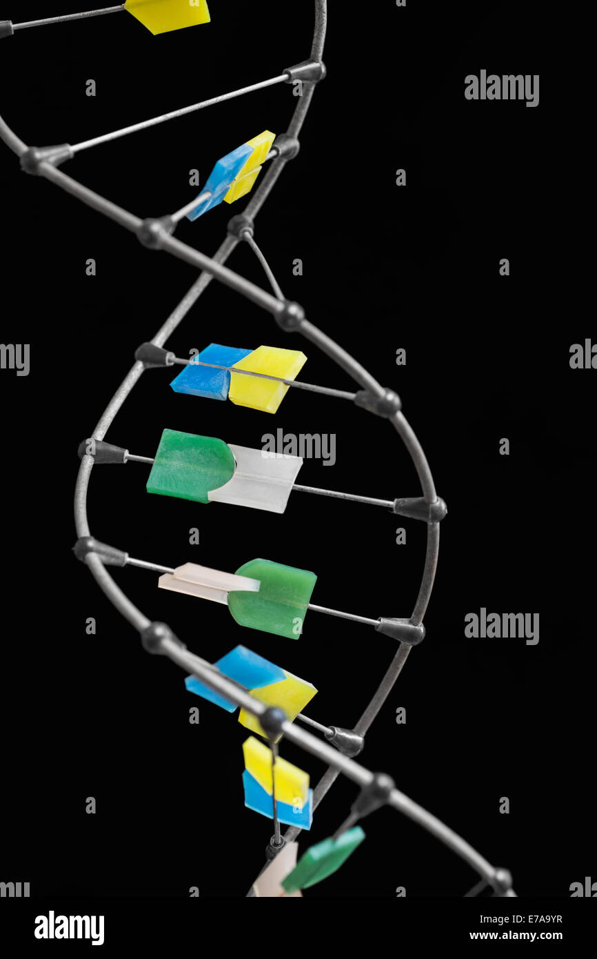 Nahaufnahme des DNA-Moleküls auf schwarzem Hintergrund Stockfoto