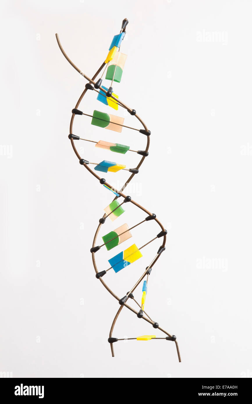 DNA-Molekül vor weißem Hintergrund Stockfoto