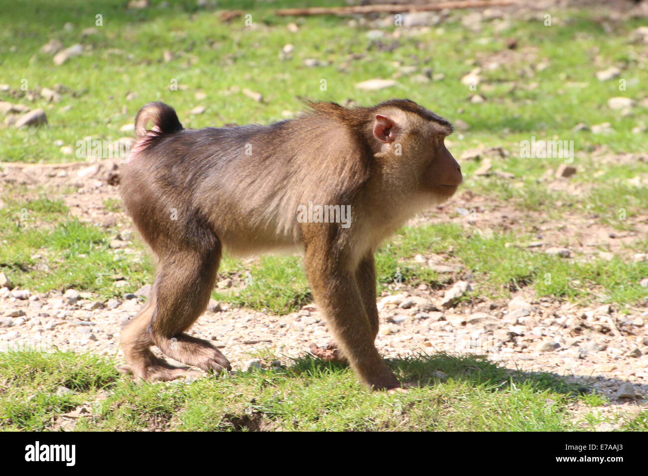 Männlichen südlichen Schwein-tailed Macaque (Macaca Nemestrina) Stockfoto